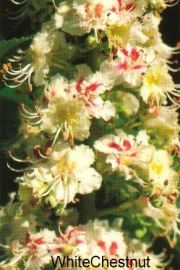 aprendendo-florais-de-bach